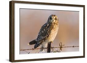 Short-Eared Owl on Fence Post Prairie Ridge Sna, Marion, Illinois, Usa-Richard ans Susan Day-Framed Photographic Print