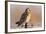 Short-Eared Owl on Fence Post Prairie Ridge Sna, Marion, Illinois, Usa-Richard ans Susan Day-Framed Photographic Print