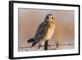 Short-Eared Owl on Fence Post Prairie Ridge Sna, Marion, Illinois, Usa-Richard ans Susan Day-Framed Photographic Print
