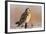 Short-Eared Owl on Fence Post Prairie Ridge Sna, Marion, Illinois, Usa-Richard ans Susan Day-Framed Photographic Print