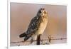 Short-Eared Owl on Fence Post Prairie Ridge Sna, Marion, Illinois, Usa-Richard ans Susan Day-Framed Photographic Print