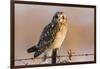 Short-Eared Owl on Fence Post Prairie Ridge Sna, Marion, Illinois, Usa-Richard ans Susan Day-Framed Photographic Print