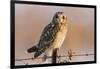 Short-Eared Owl on Fence Post Prairie Ridge Sna, Marion, Illinois, Usa-Richard ans Susan Day-Framed Photographic Print