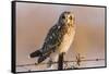 Short-Eared Owl on Fence Post Prairie Ridge Sna, Marion, Illinois, Usa-Richard ans Susan Day-Framed Stretched Canvas