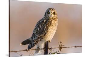 Short-Eared Owl on Fence Post Prairie Ridge Sna, Marion, Illinois, Usa-Richard ans Susan Day-Stretched Canvas