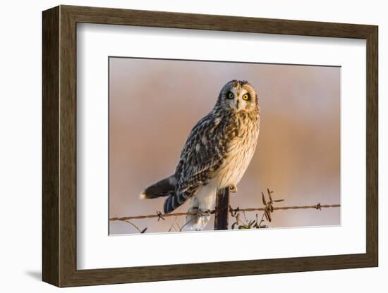 Short-Eared Owl on Fence Post Prairie Ridge Sna, Marion, Illinois, Usa-Richard ans Susan Day-Framed Photographic Print