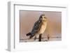 Short-Eared Owl on Fence Post Prairie Ridge Sna, Marion, Illinois, Usa-Richard ans Susan Day-Framed Photographic Print