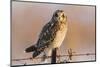 Short-Eared Owl on Fence Post Prairie Ridge Sna, Marion, Illinois, Usa-Richard ans Susan Day-Mounted Photographic Print