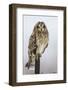 Short-Eared Owl on Fence Post Prairie Ridge Sna, Marion, Illinois, Usa-Richard ans Susan Day-Framed Photographic Print