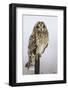 Short-Eared Owl on Fence Post Prairie Ridge Sna, Marion, Illinois, Usa-Richard ans Susan Day-Framed Photographic Print