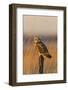 Short-eared owl perched on fence post, Prairie Ridge State Natural Area, Marion County, Illinois.-Richard & Susan Day-Framed Photographic Print