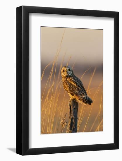 Short-eared owl perched on fence post, Prairie Ridge State Natural Area, Marion County, Illinois.-Richard & Susan Day-Framed Photographic Print