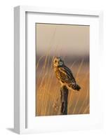 Short-eared owl perched on fence post, Prairie Ridge State Natural Area, Marion County, Illinois.-Richard & Susan Day-Framed Photographic Print