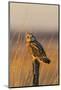Short-eared owl perched on fence post, Prairie Ridge State Natural Area, Marion County, Illinois.-Richard & Susan Day-Mounted Photographic Print