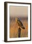 Short-eared owl perched on fence post, Prairie Ridge State Natural Area, Marion County, Illinois.-Richard & Susan Day-Framed Photographic Print