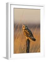 Short-eared owl perched on fence post, Prairie Ridge State Natural Area, Marion County, Illinois.-Richard & Susan Day-Framed Photographic Print