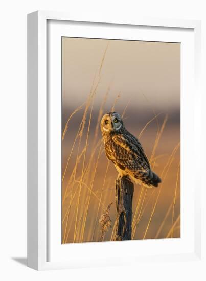 Short-eared owl perched on fence post, Prairie Ridge State Natural Area, Marion County, Illinois.-Richard & Susan Day-Framed Photographic Print