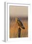 Short-eared owl perched on fence post, Prairie Ridge State Natural Area, Marion County, Illinois.-Richard & Susan Day-Framed Photographic Print