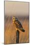 Short-eared owl perched on fence post, Prairie Ridge State Natural Area, Marion County, Illinois.-Richard & Susan Day-Mounted Photographic Print