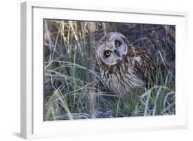 Short Eared Owl-Ken Archer-Framed Photographic Print