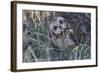 Short Eared Owl-Ken Archer-Framed Photographic Print