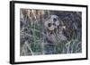 Short Eared Owl-Ken Archer-Framed Photographic Print