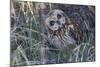 Short Eared Owl-Ken Archer-Mounted Photographic Print