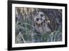 Short Eared Owl-Ken Archer-Framed Photographic Print