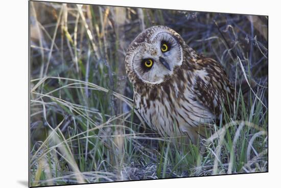 Short Eared Owl-Ken Archer-Mounted Photographic Print