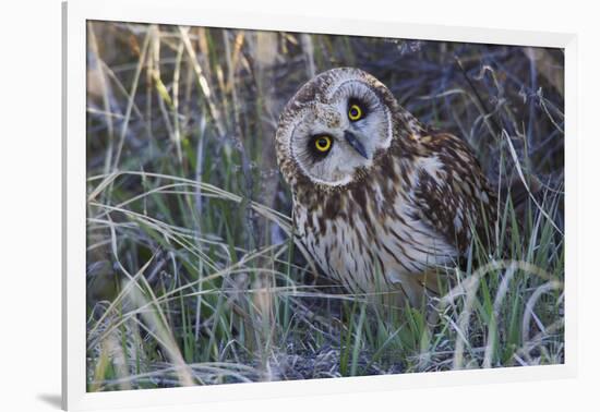 Short Eared Owl-Ken Archer-Framed Photographic Print