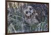 Short Eared Owl-Ken Archer-Framed Photographic Print