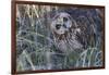 Short Eared Owl-Ken Archer-Framed Photographic Print