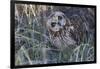 Short Eared Owl-Ken Archer-Framed Photographic Print