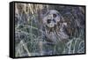 Short Eared Owl-Ken Archer-Framed Stretched Canvas