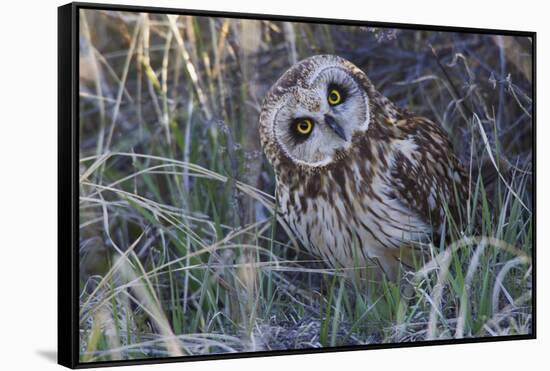 Short Eared Owl-Ken Archer-Framed Stretched Canvas