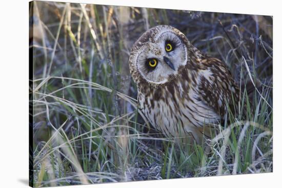 Short Eared Owl-Ken Archer-Stretched Canvas