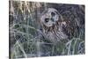 Short Eared Owl-Ken Archer-Stretched Canvas