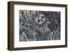 Short Eared Owl-Ken Archer-Framed Photographic Print