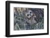 Short Eared Owl-Ken Archer-Framed Photographic Print