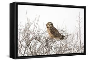 Short Eared Owl-EEI_Tony-Framed Stretched Canvas