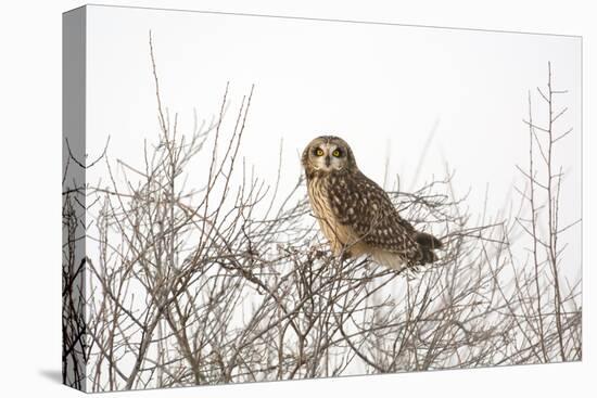 Short Eared Owl-EEI_Tony-Stretched Canvas