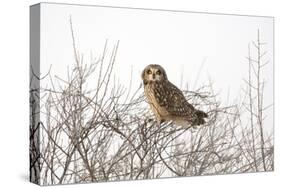 Short Eared Owl-EEI_Tony-Stretched Canvas