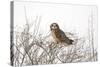 Short Eared Owl-EEI_Tony-Stretched Canvas