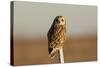 Short Eared Owl-EEI_Tony-Stretched Canvas