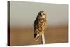 Short Eared Owl-EEI_Tony-Stretched Canvas