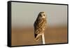 Short Eared Owl-EEI_Tony-Framed Stretched Canvas