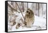 Short Eared Owl-EEI_Tony-Framed Stretched Canvas