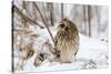 Short Eared Owl-EEI_Tony-Stretched Canvas