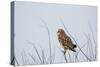 Short Eared Owl-EEI_Tony-Stretched Canvas