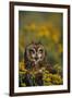 Short-Eared Owl-DLILLC-Framed Photographic Print